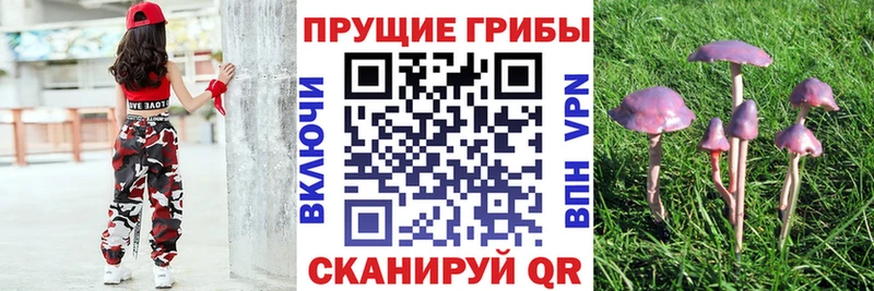 цены Чегем Галлюциногенные грибы GOLDEN TEACHER
